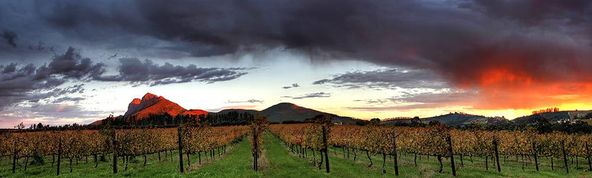 Our vineyards, from grape to glass